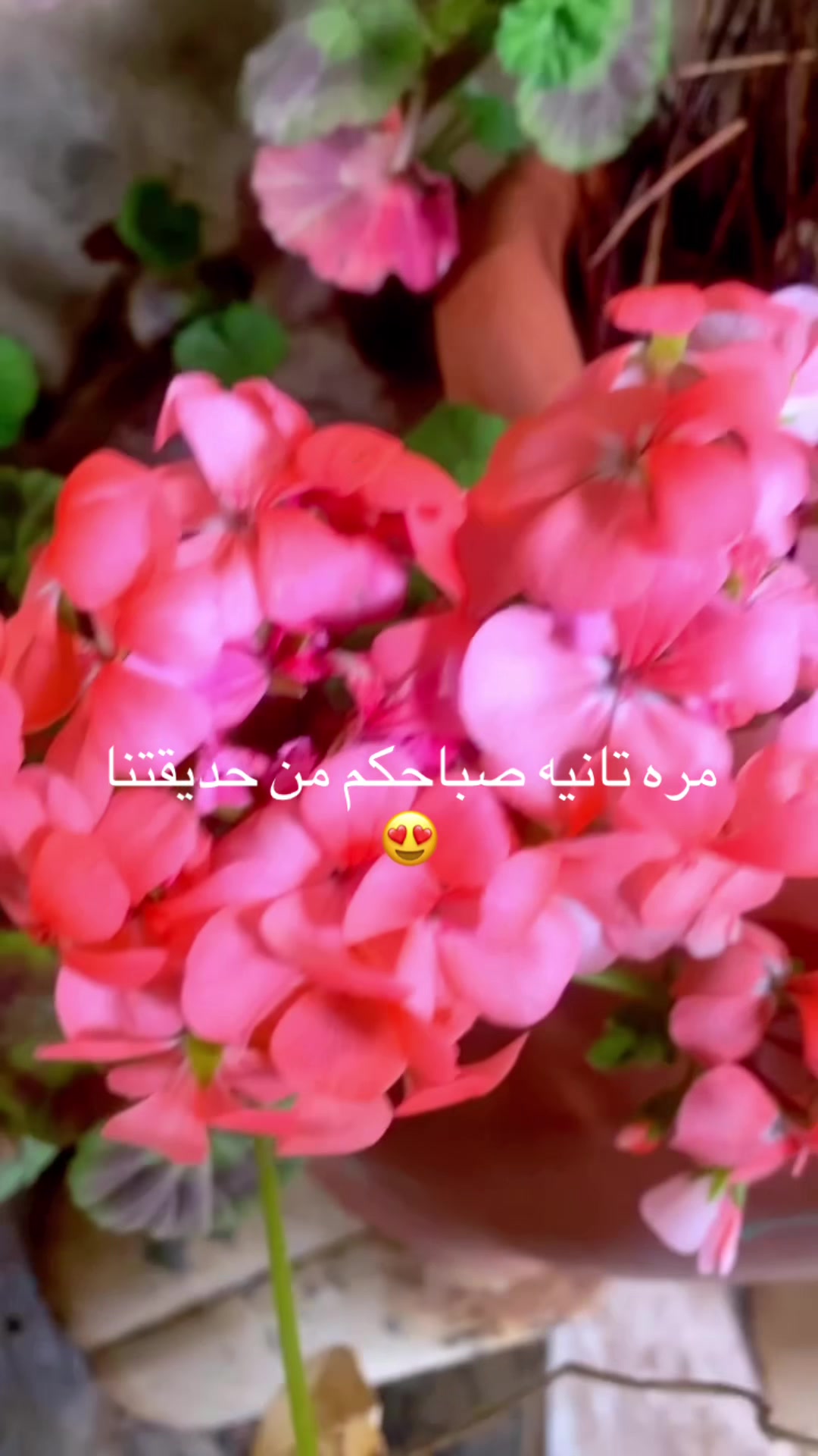 @توته ملتوته🍓☺️✌️