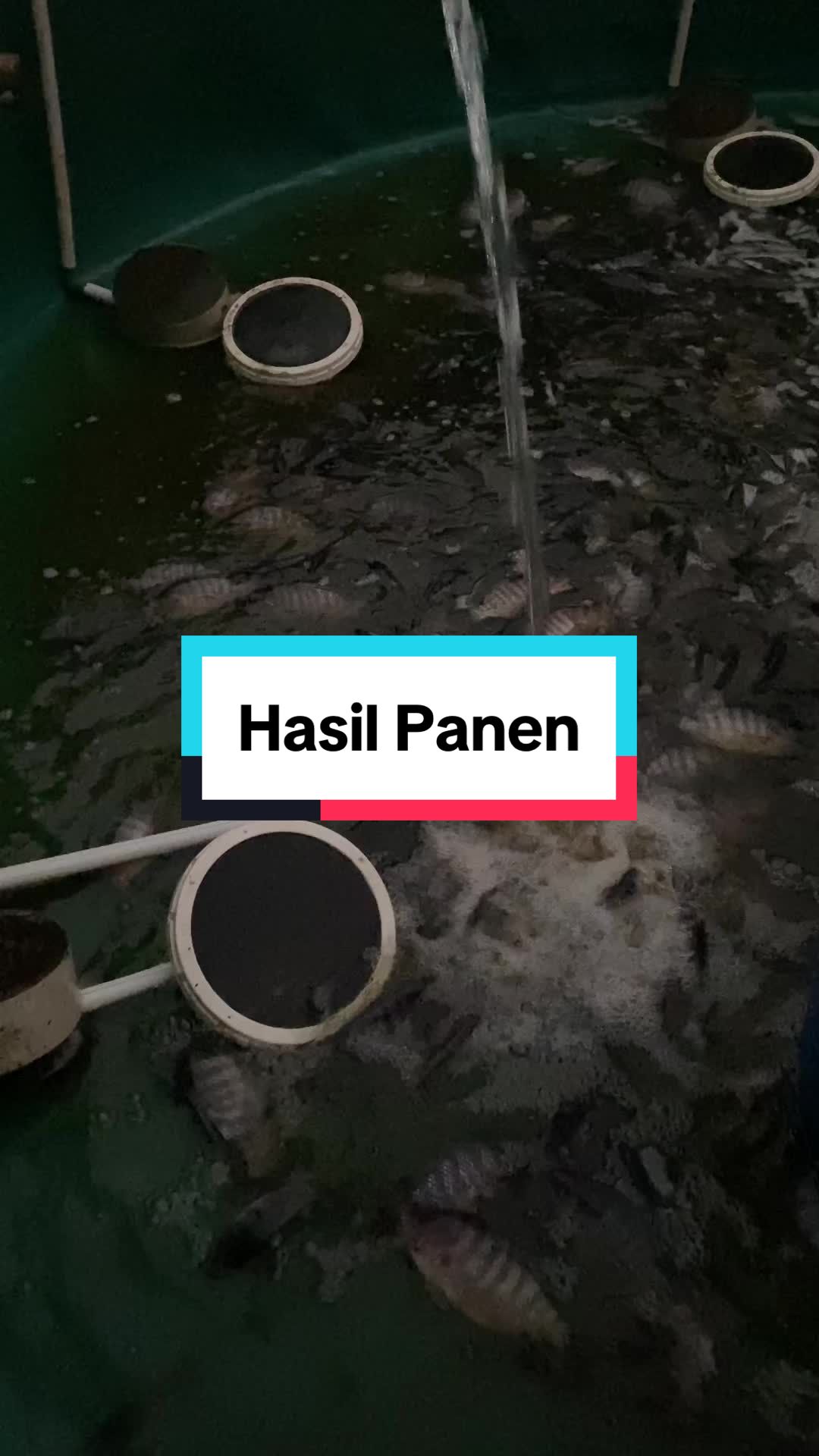 @Berkah Jaya Fish Farm