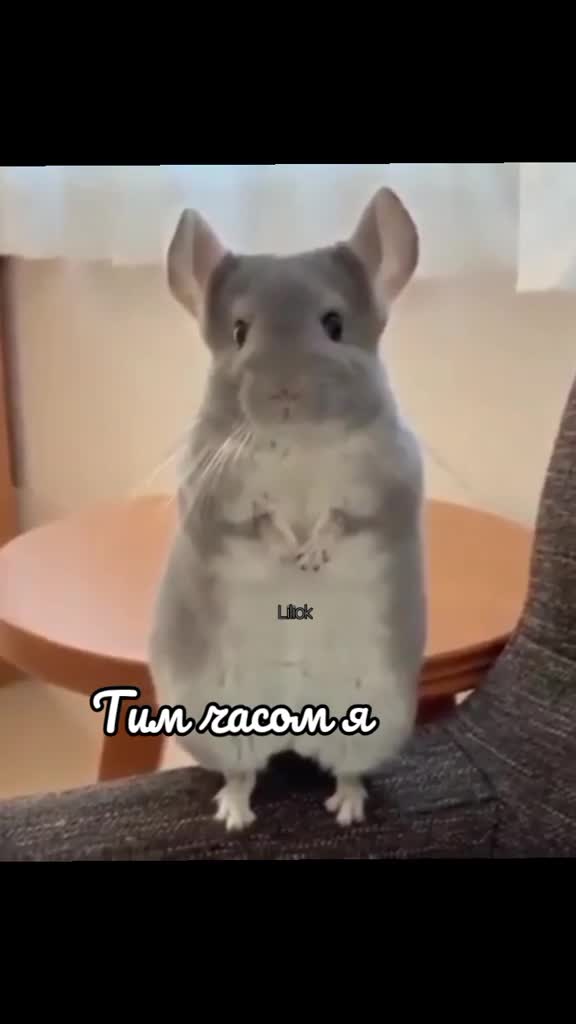@✨Liliok✨