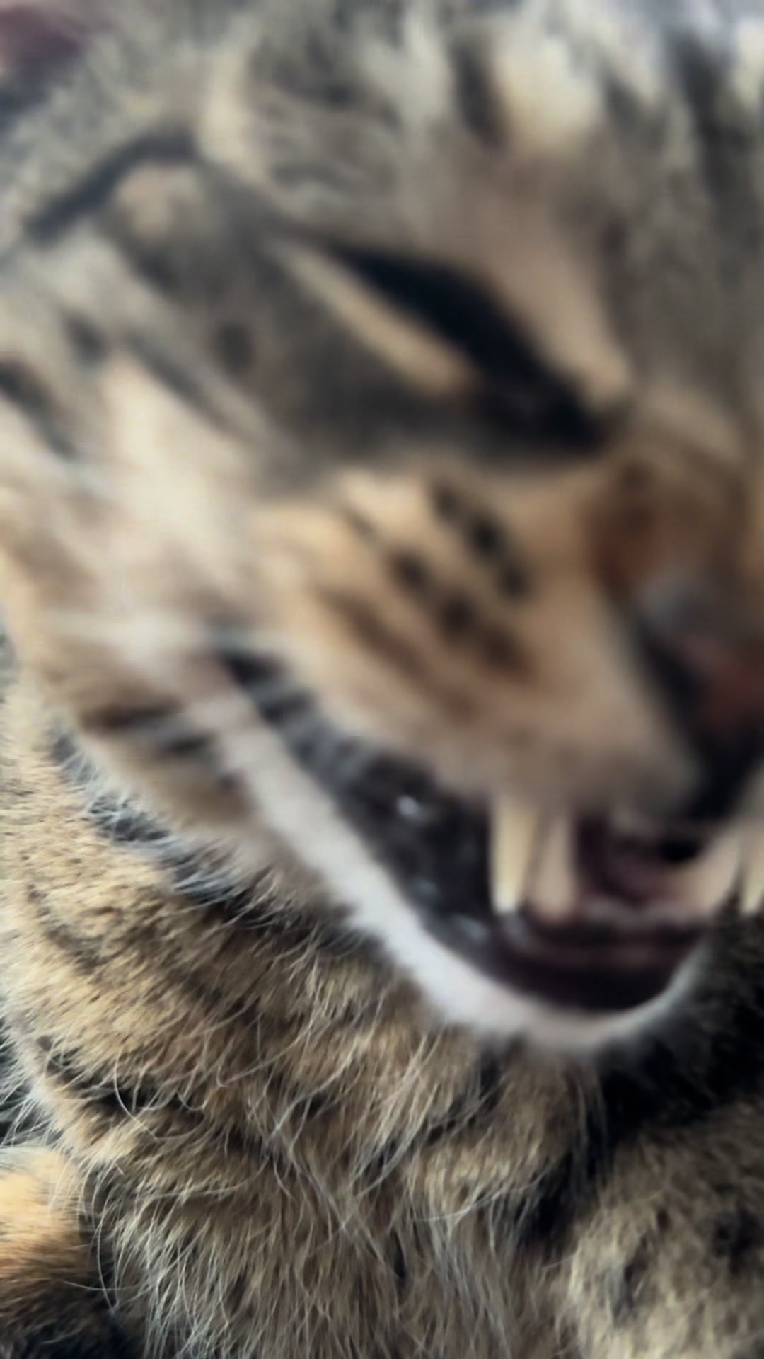 @Coby the Cat 🐾