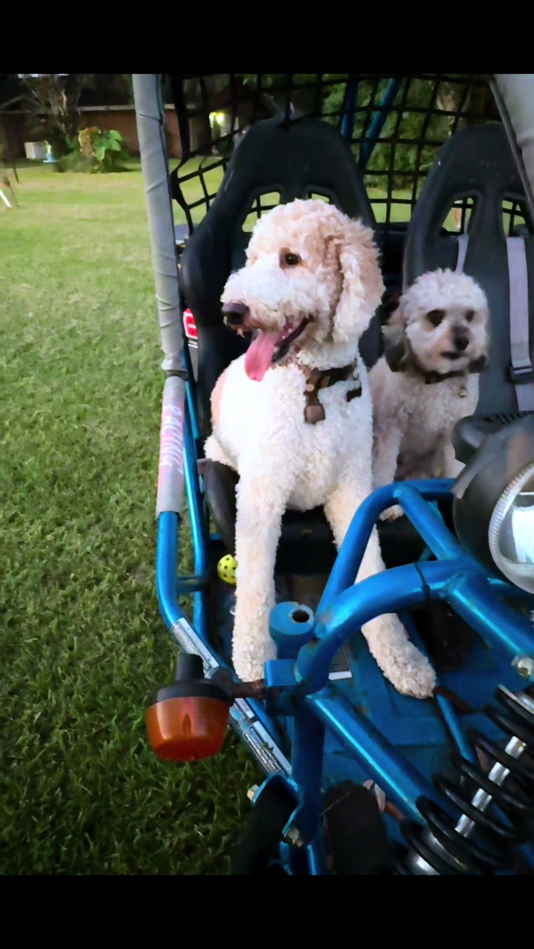 @bigdoodleandlittledoodle