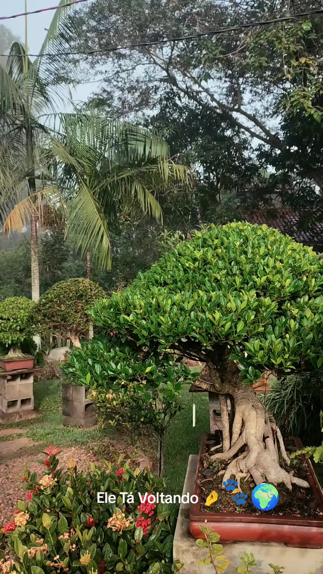 @Ak-en Bonsai
