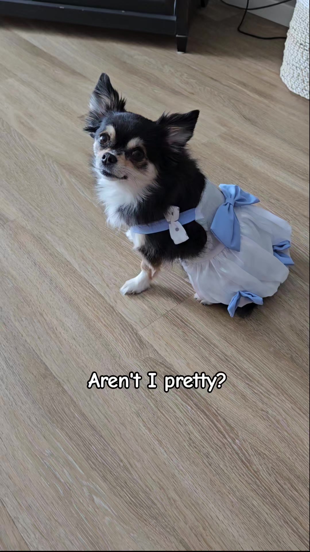 @Pawsha