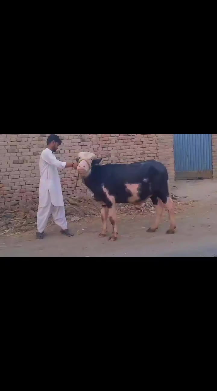 @QAsim vlogs