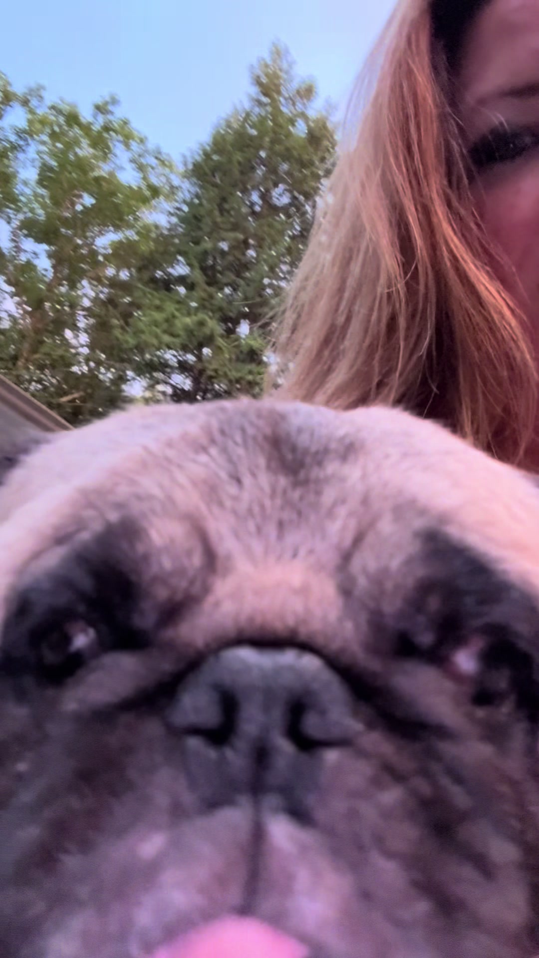 @PEARL - Quadruple-Amputee Pug