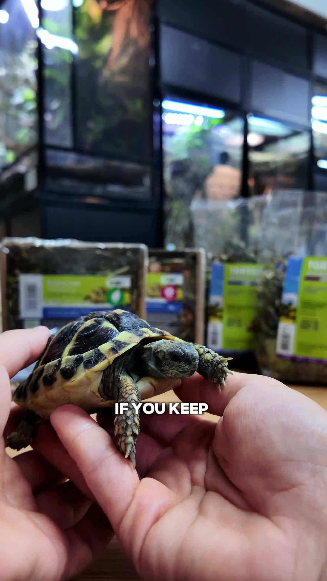 @prorep_reptile