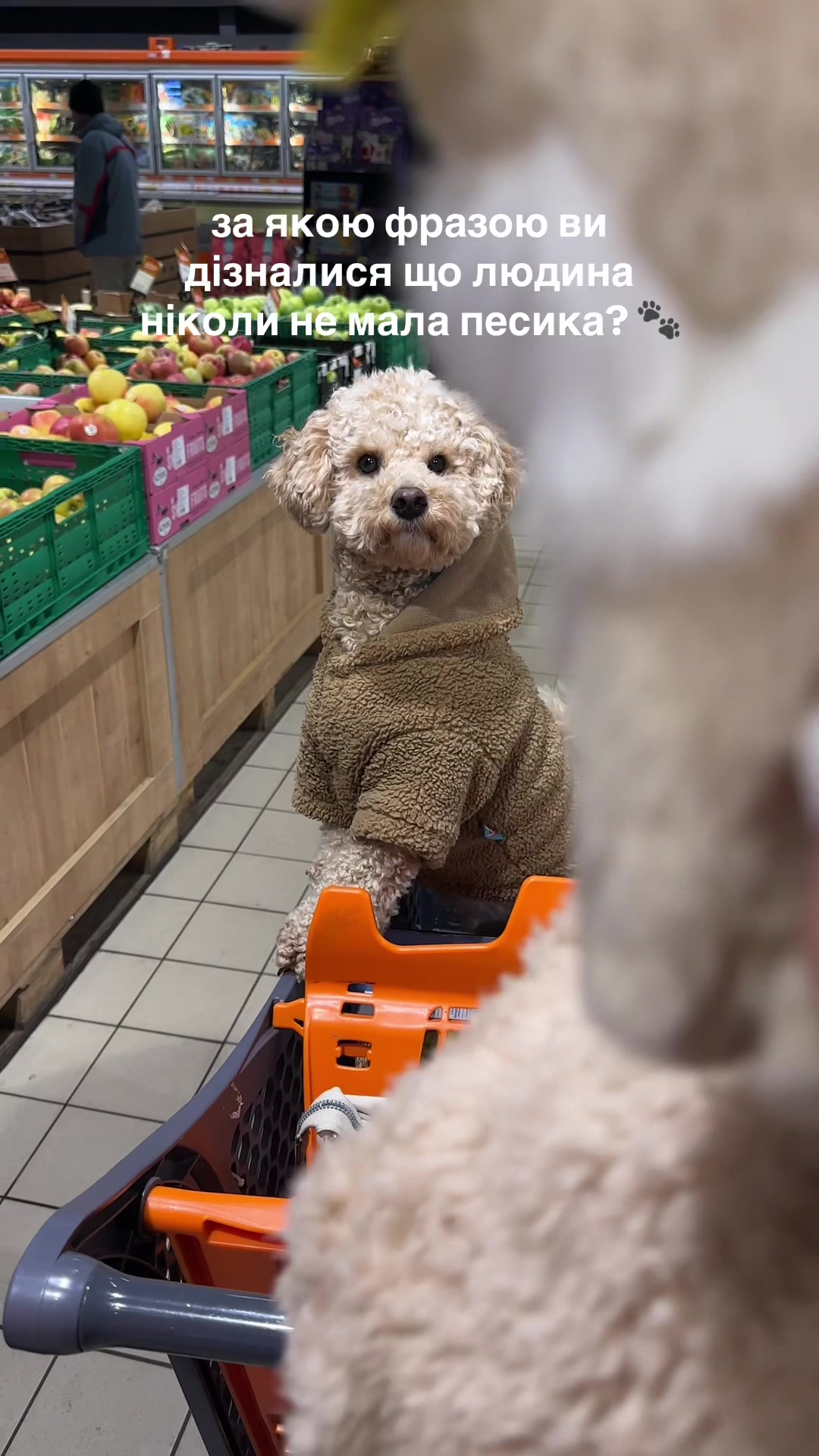 @barney poochon 🐾