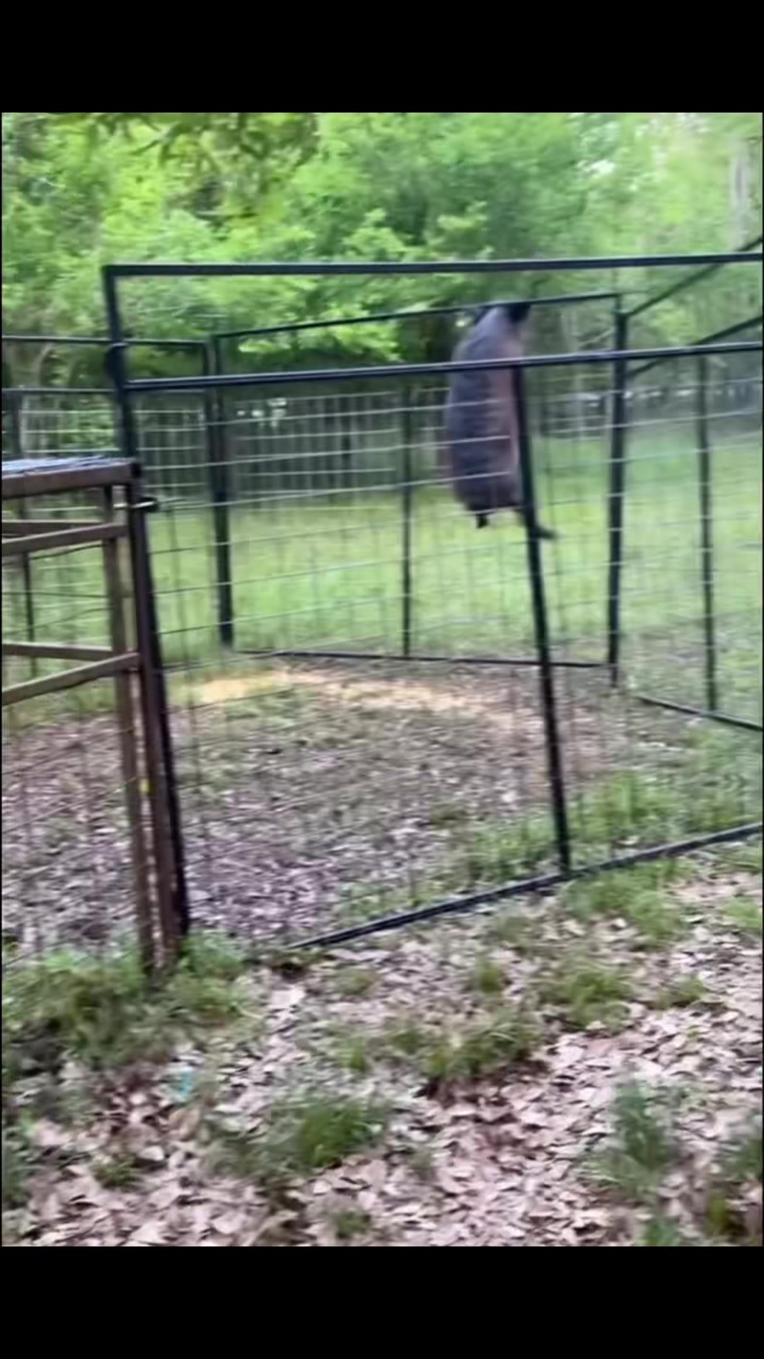 @Hog Brothers Custom Hog Traps