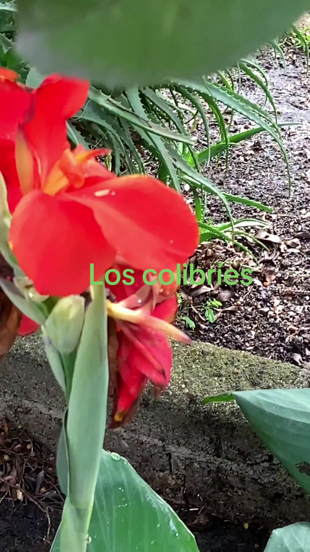 @antonysaavedra55