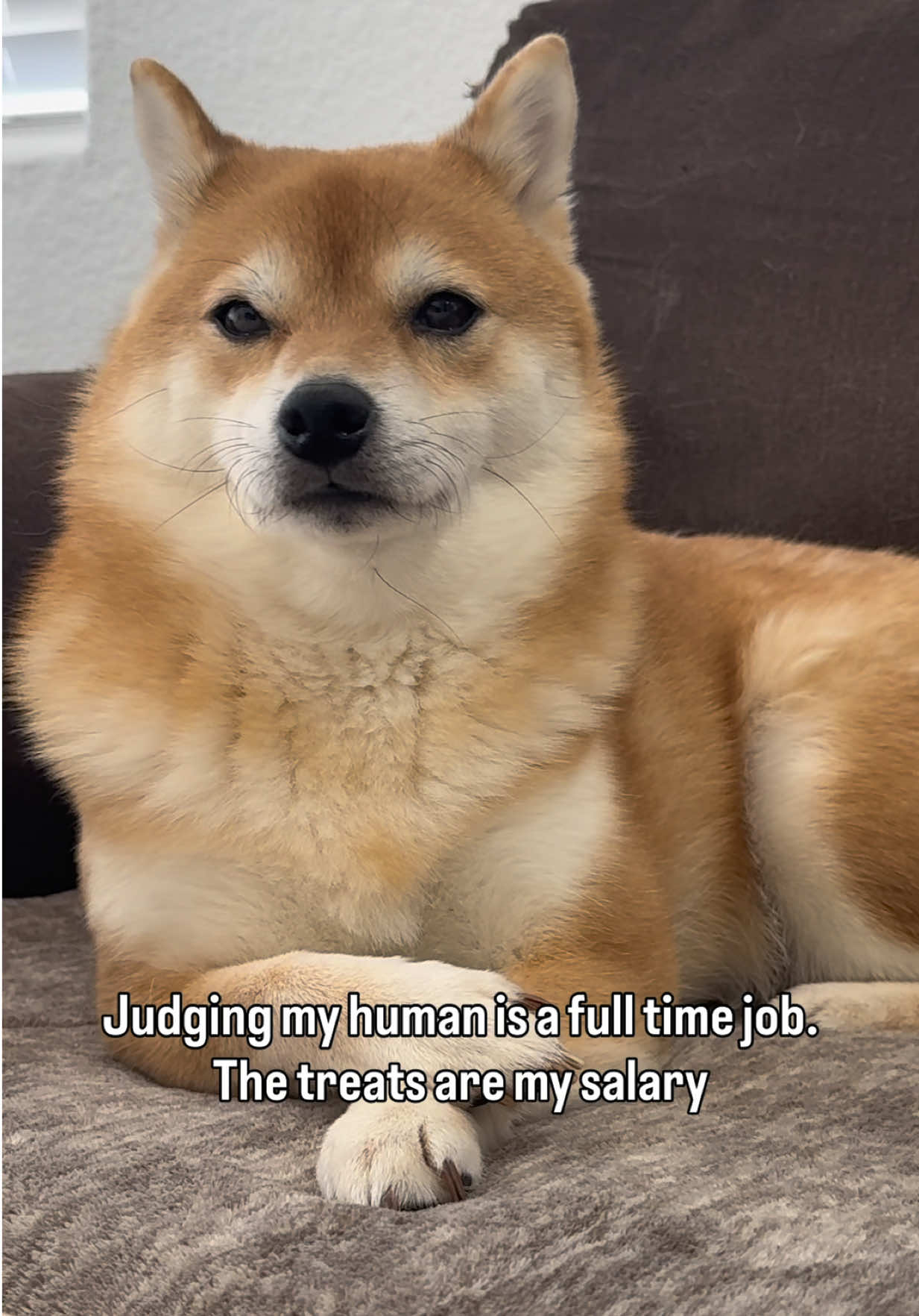 @Flock of Shibas 🐕🐕🐕
