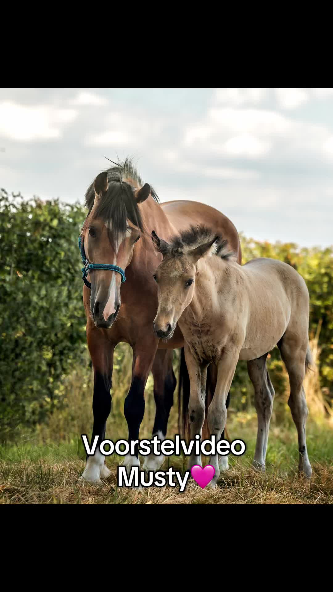 @Syrche Cordewener