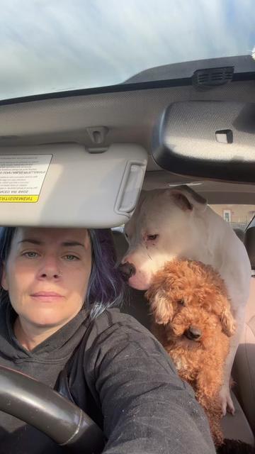 @hairstylingdoglady