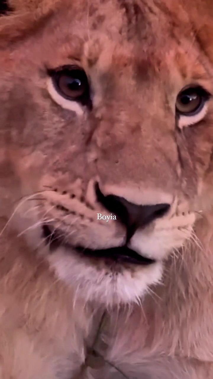 @Guzzicar🦁