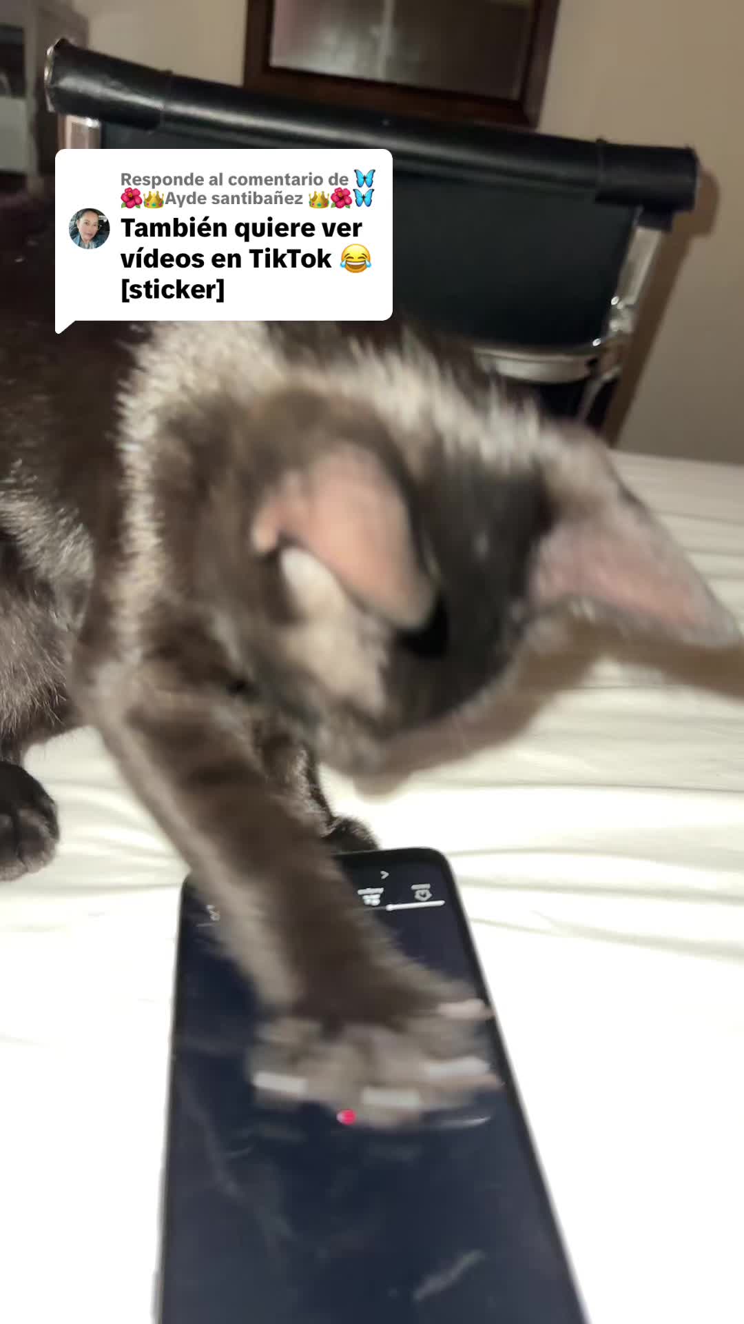 @Zulema