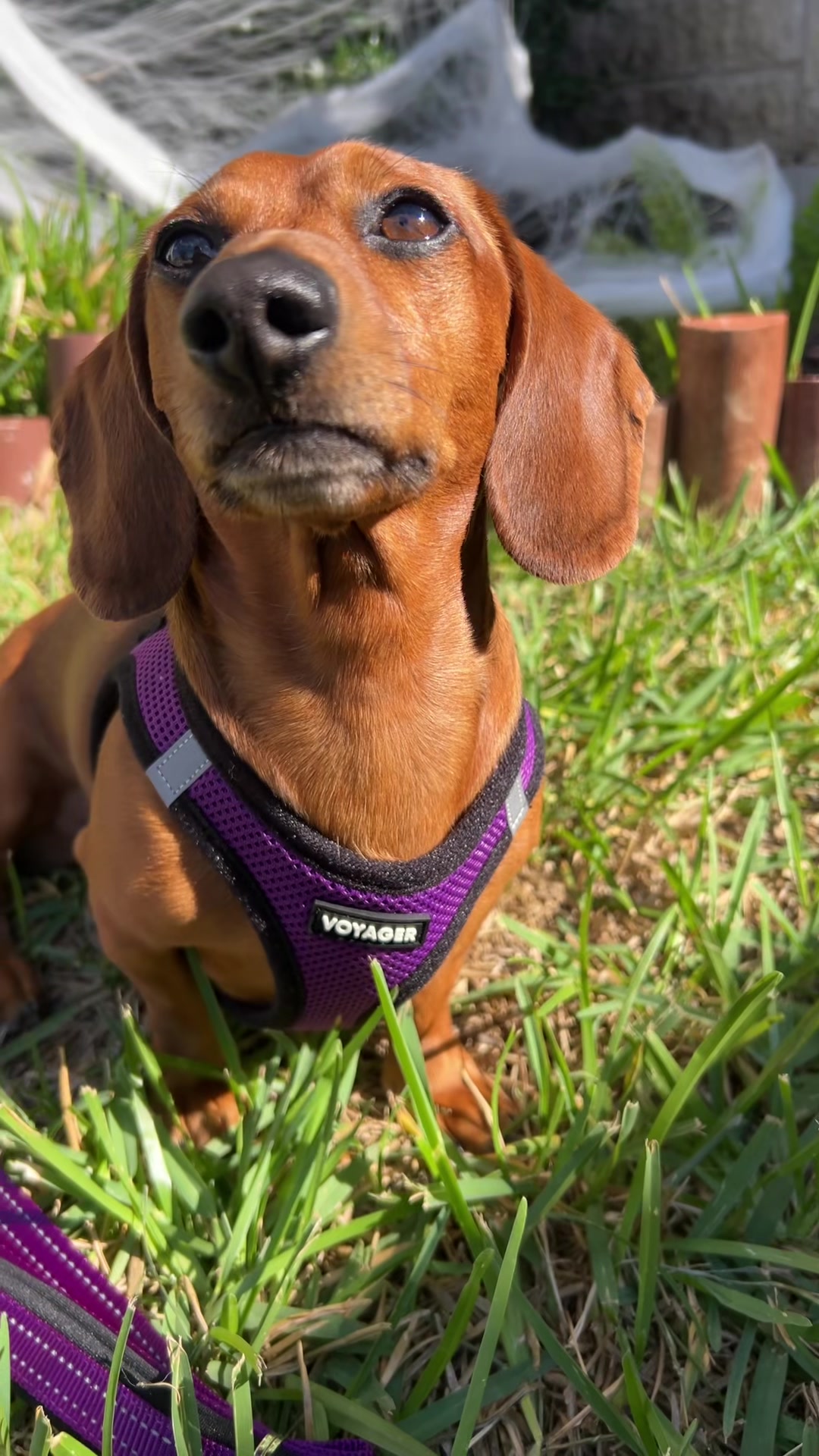 @Slinky Severus-Doo