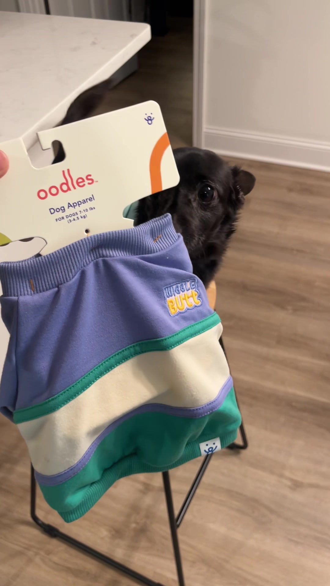 @Blackjack_Chihuahua