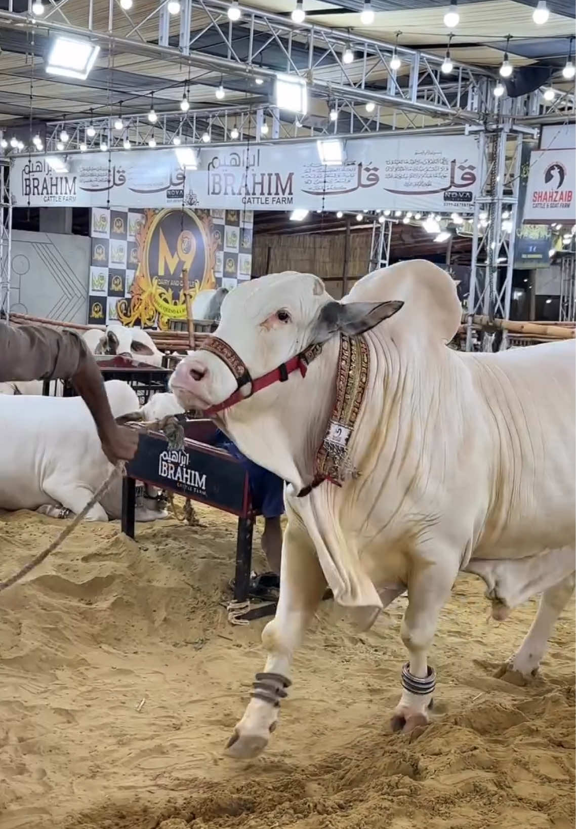 @Karachi Bull lovers