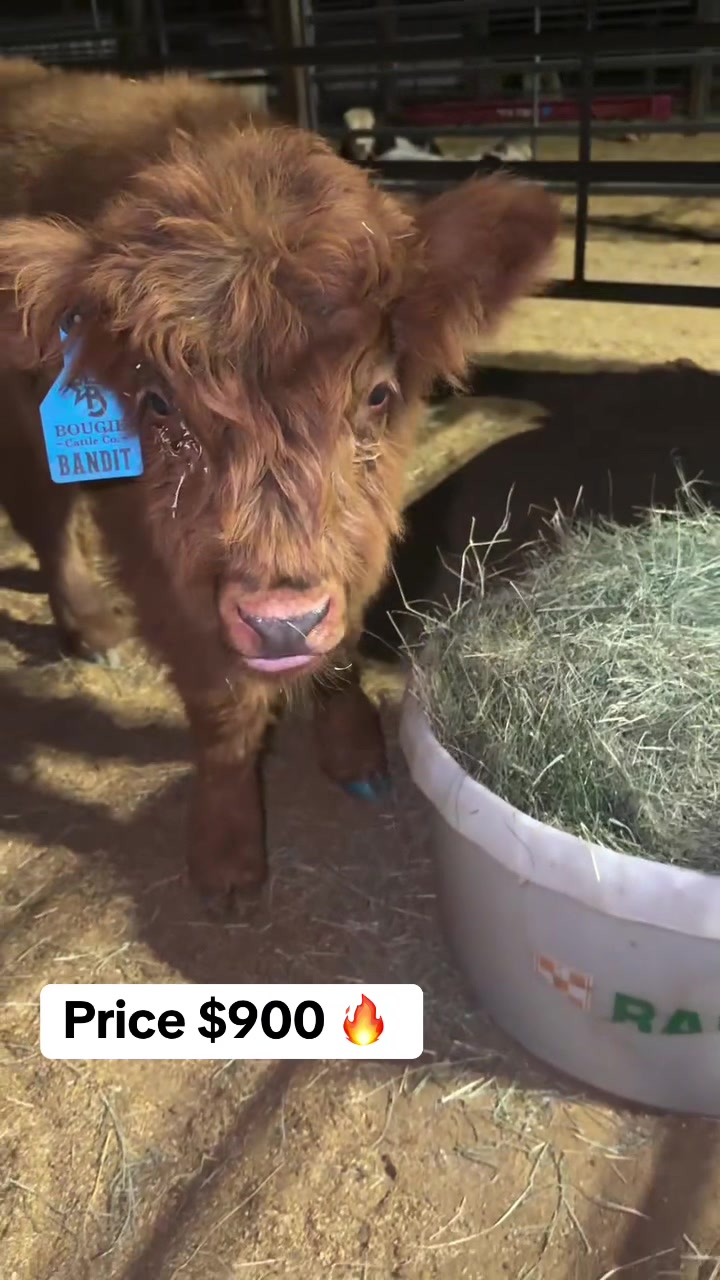 @landycows3