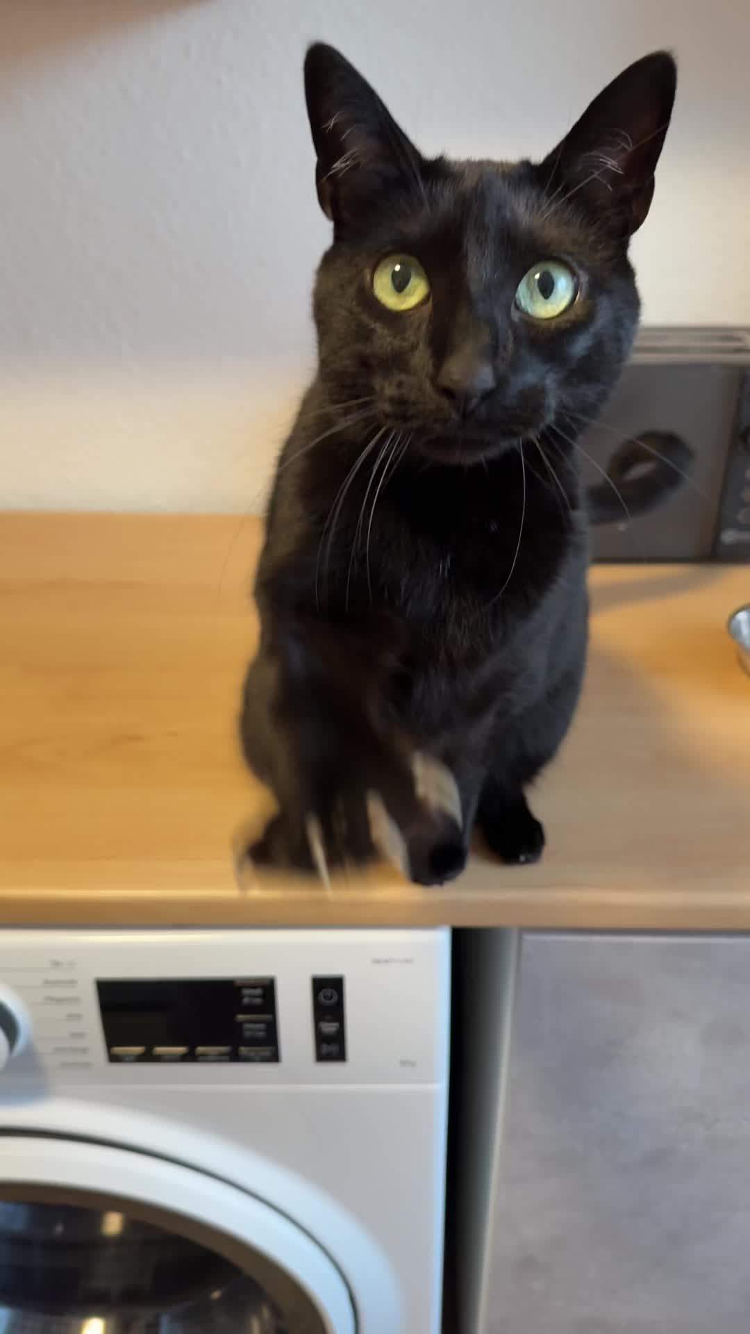 @Aileens_Katzen_Alltag