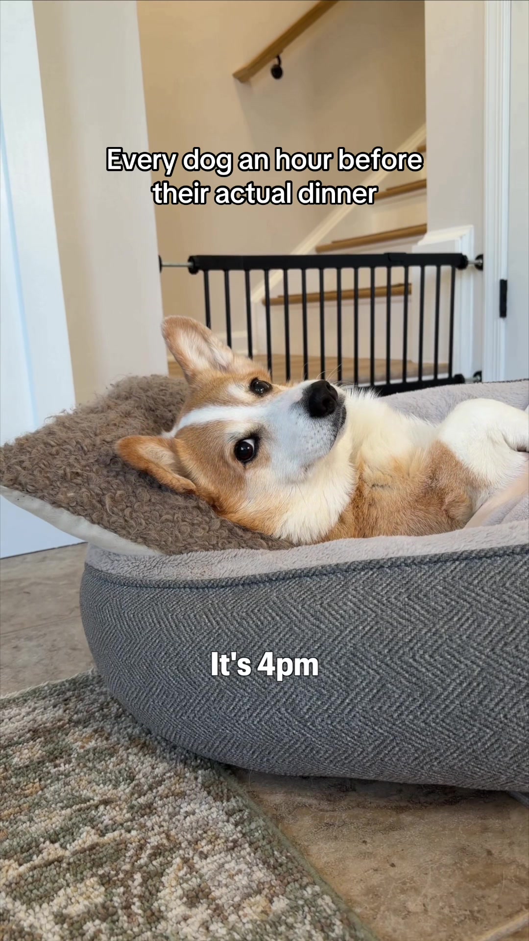@Hammy & Olivia Corgi