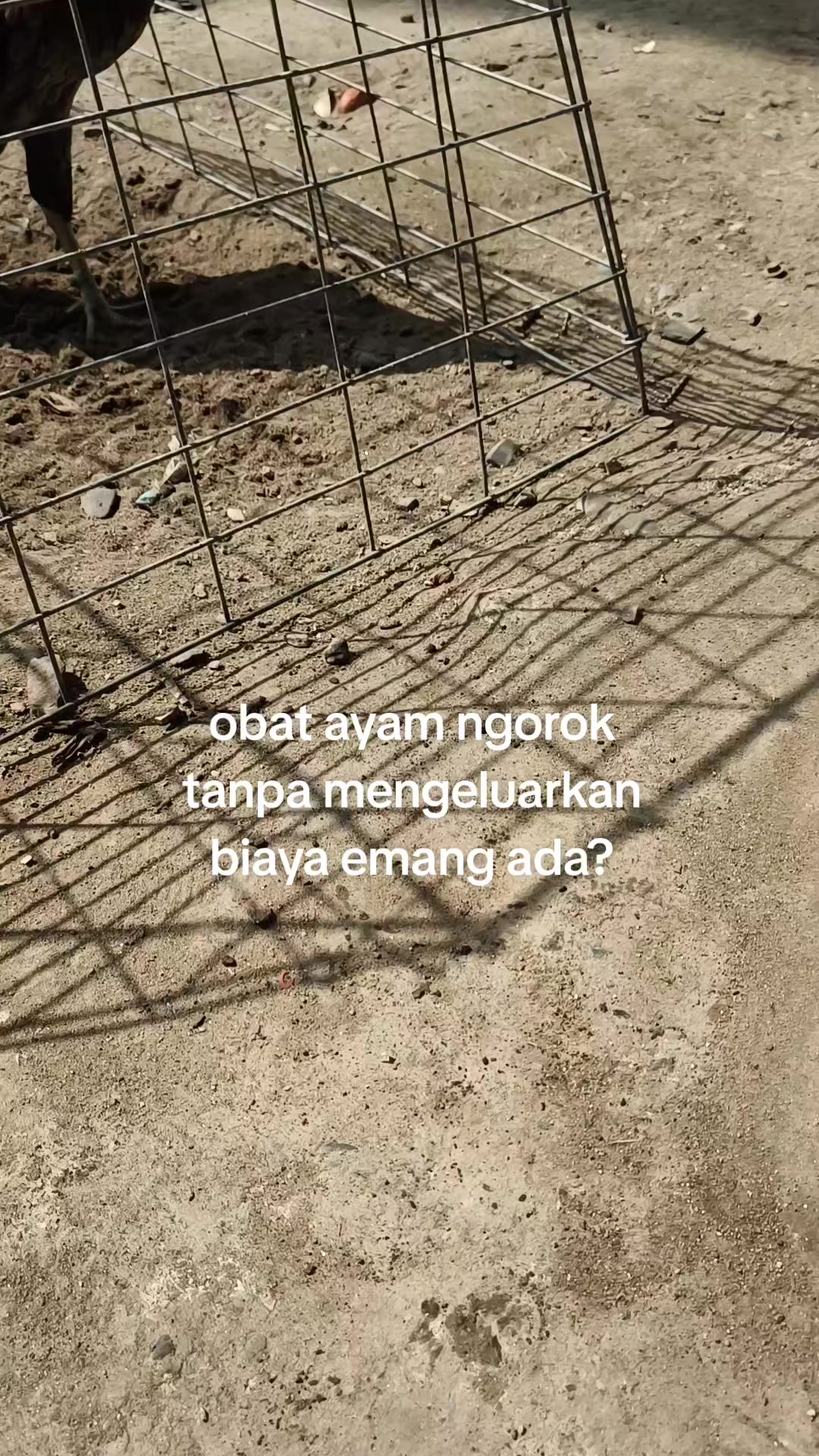 @pikkii