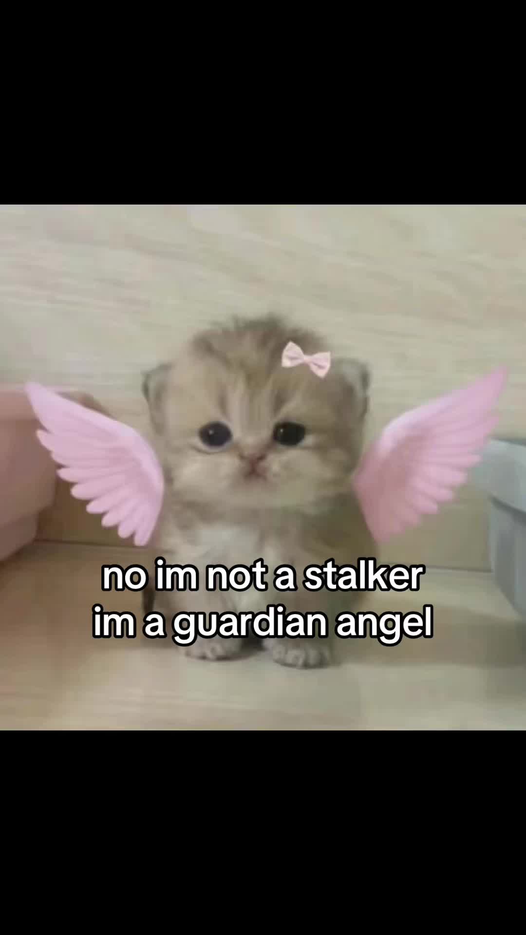 @meowconcept