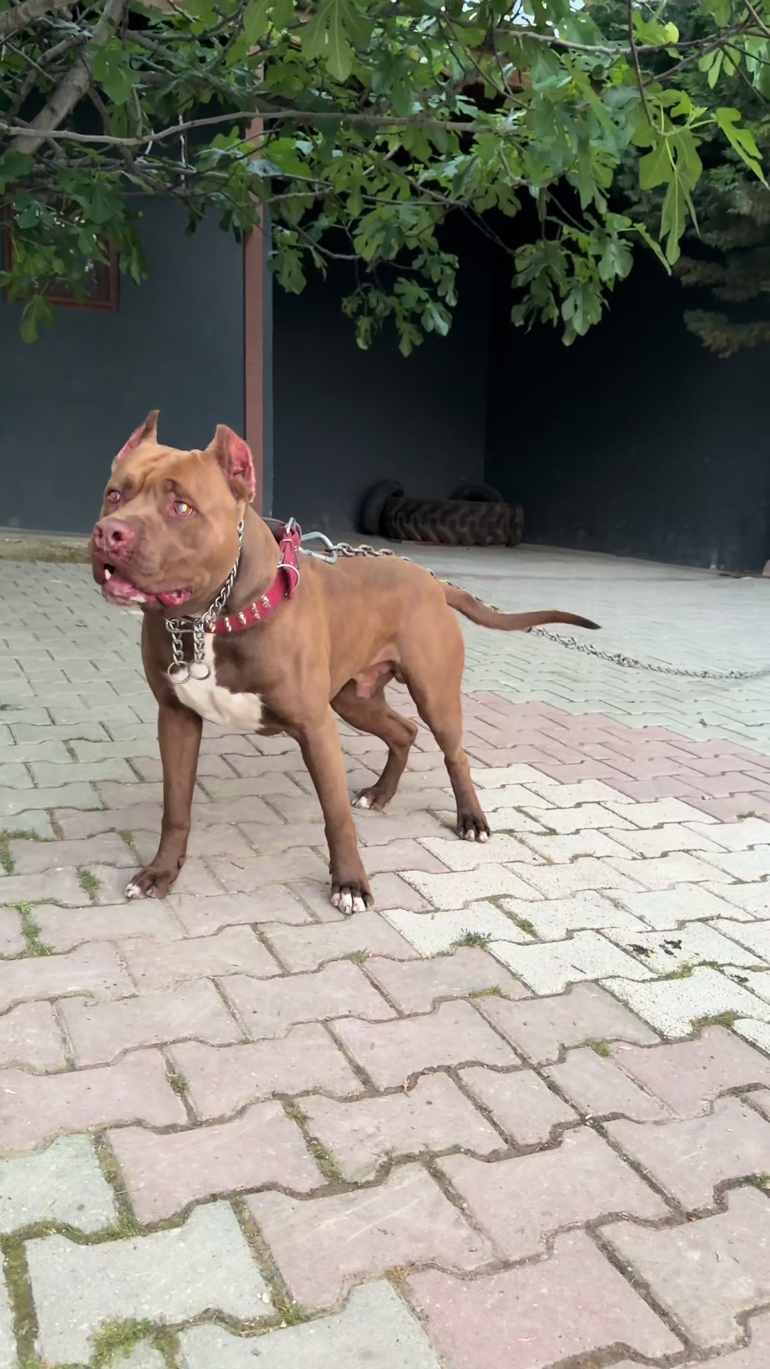 @BARUTBEYY🐶