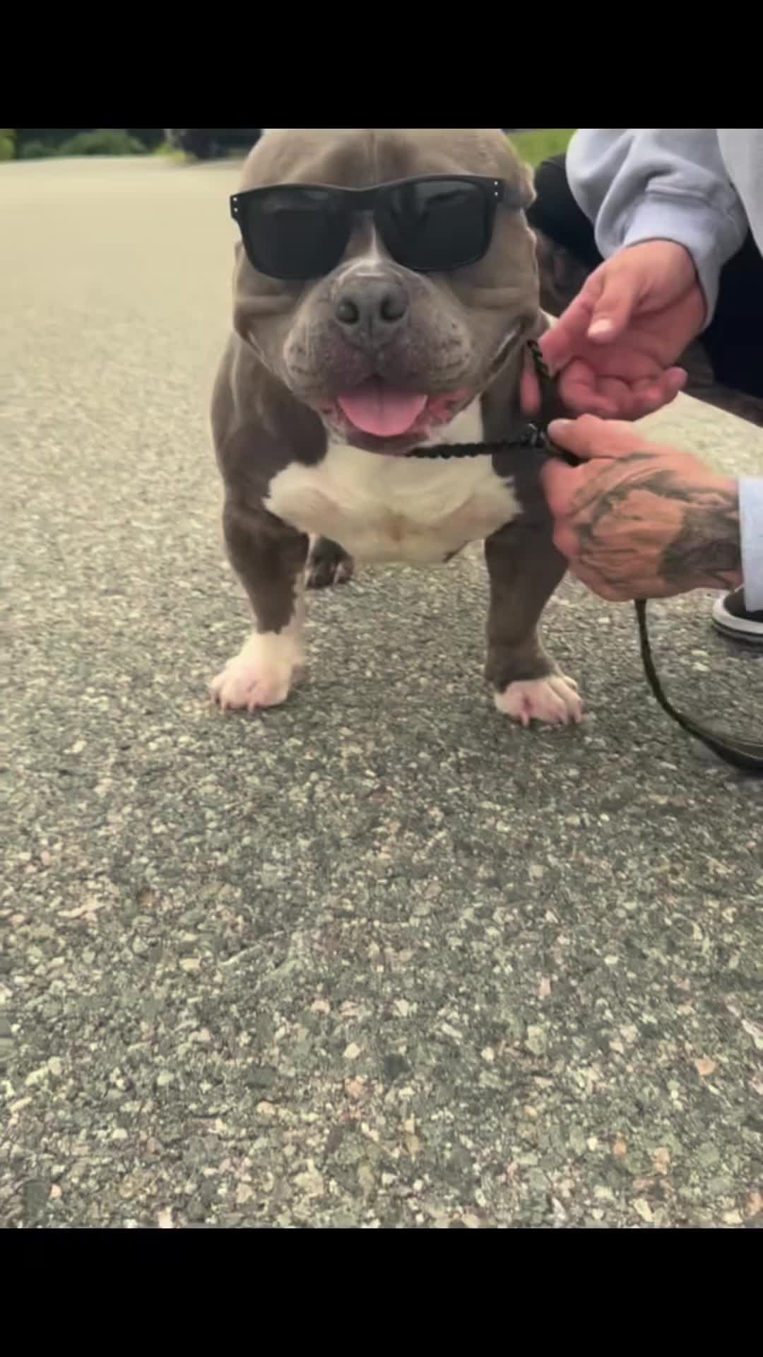 @Gunner | Pocket Bully