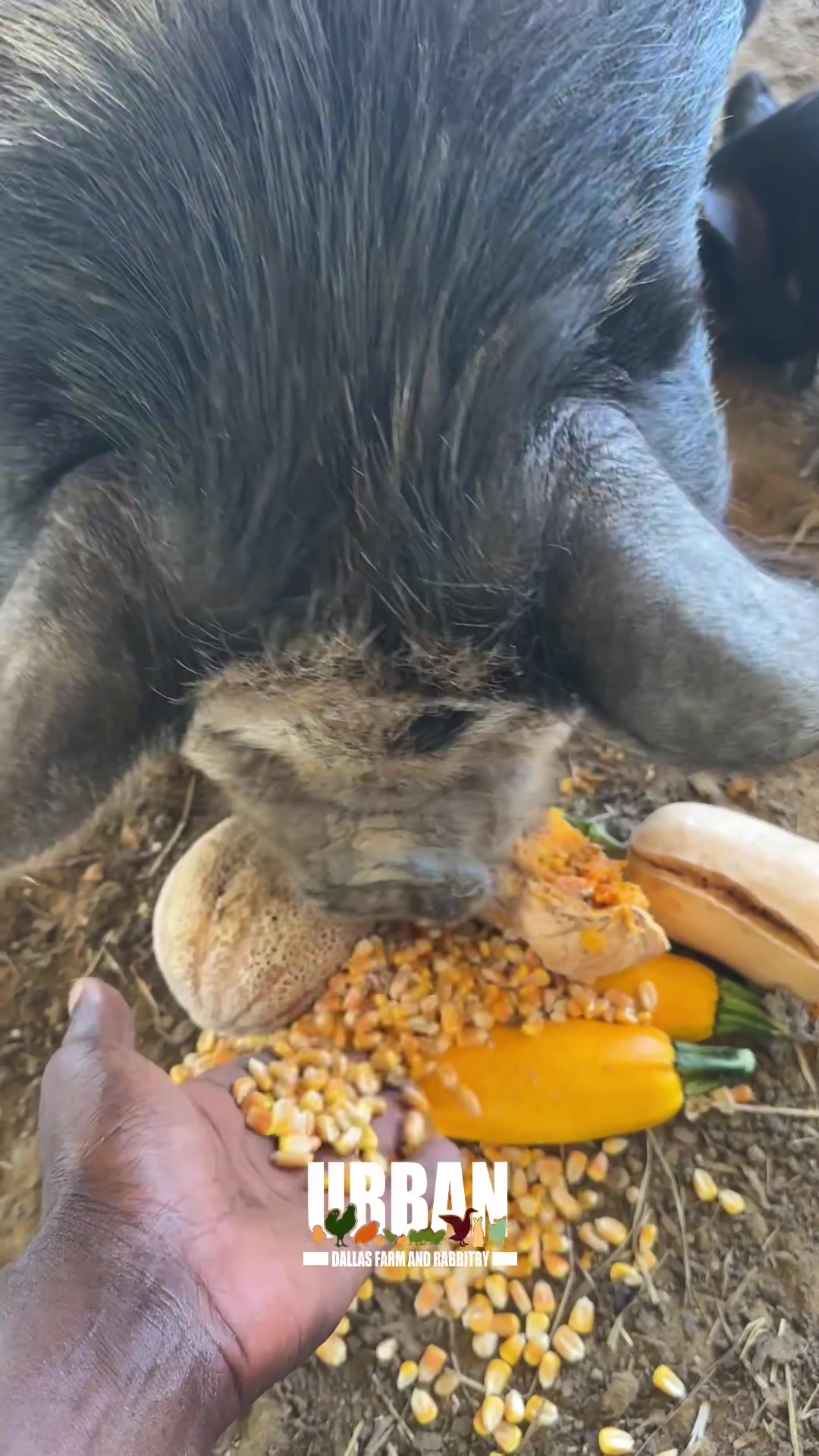 @Urban Dallas Farm