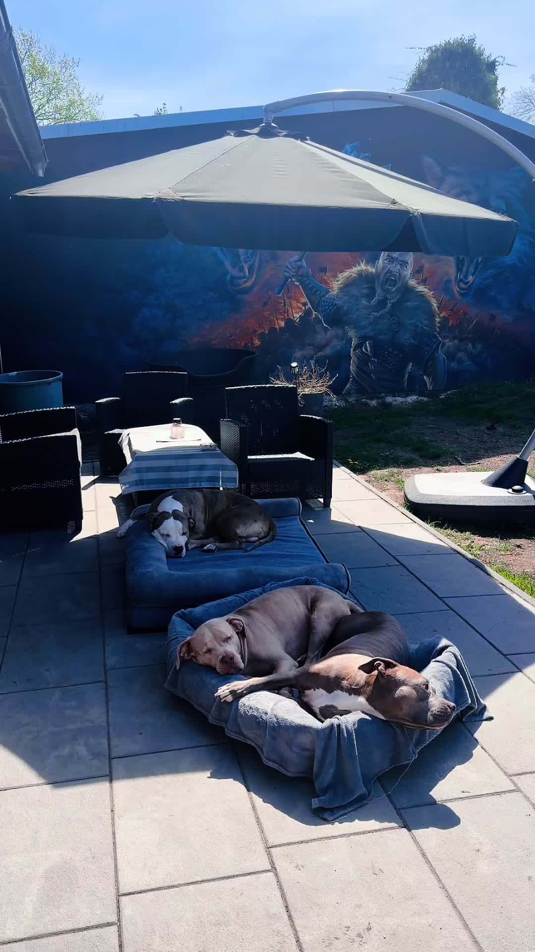 @Balder.Bulls.Kennel