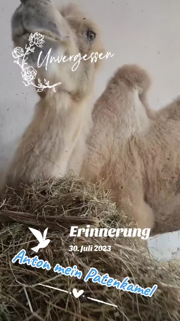 @❤️Janet,Teddy und Blümchen❤️