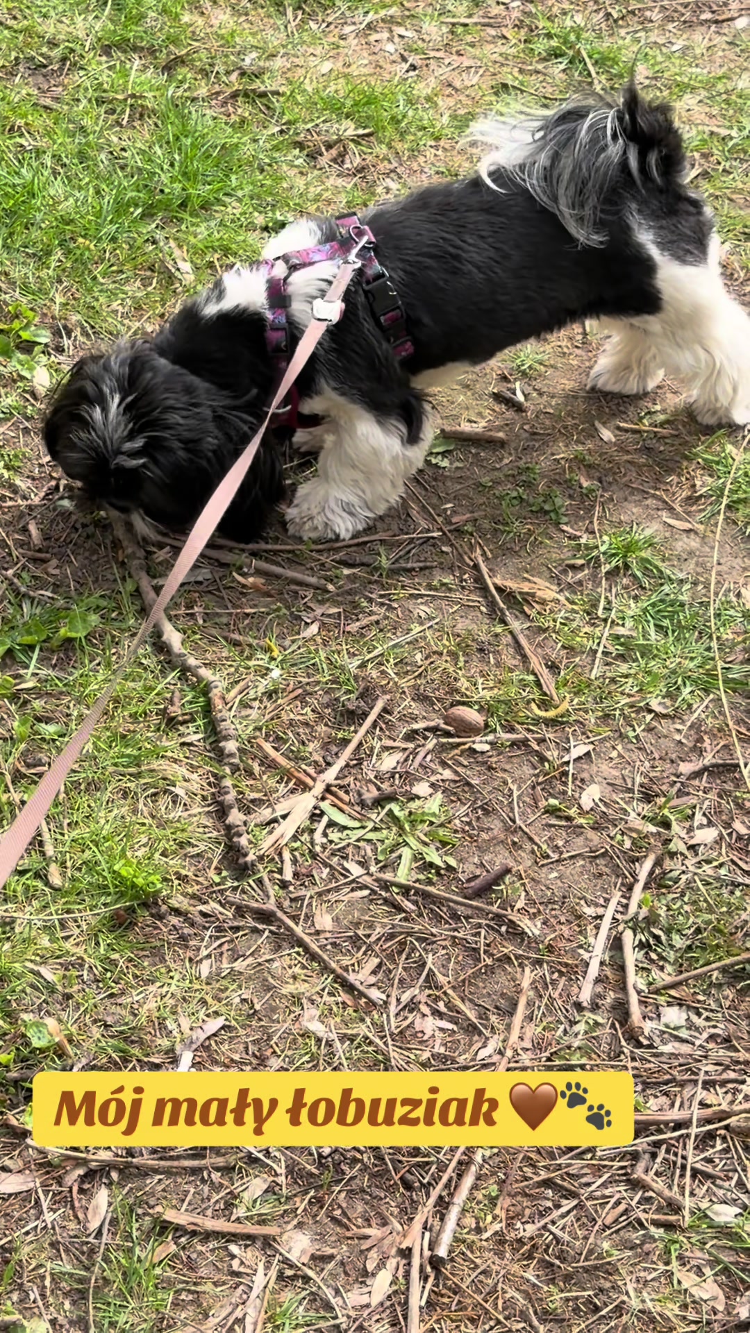 @Cleo shih-tzu
