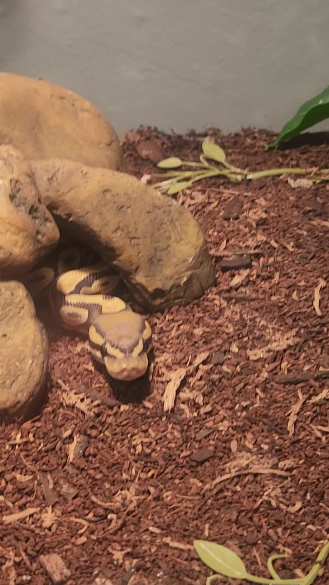 @Ballard’s Reptiles