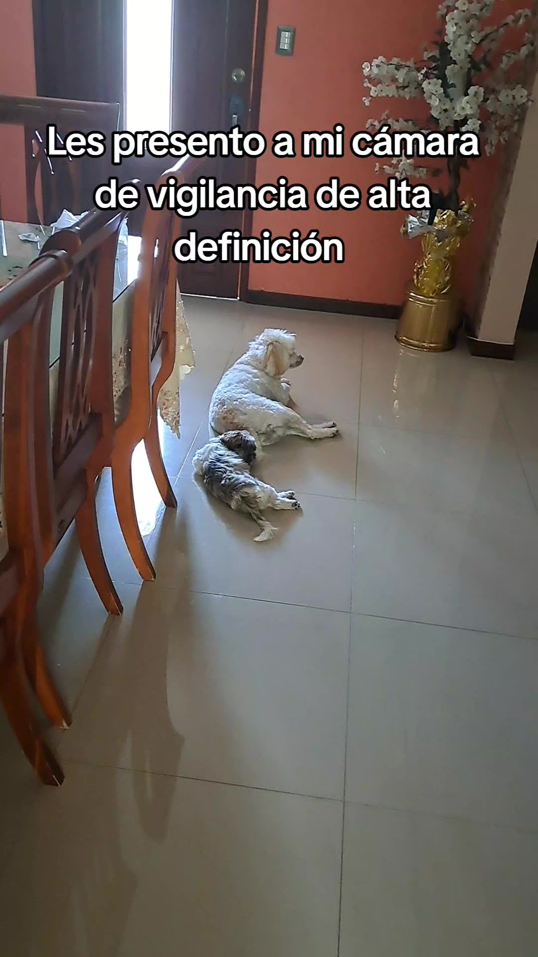@Harry y Mila Life 🐶🐾