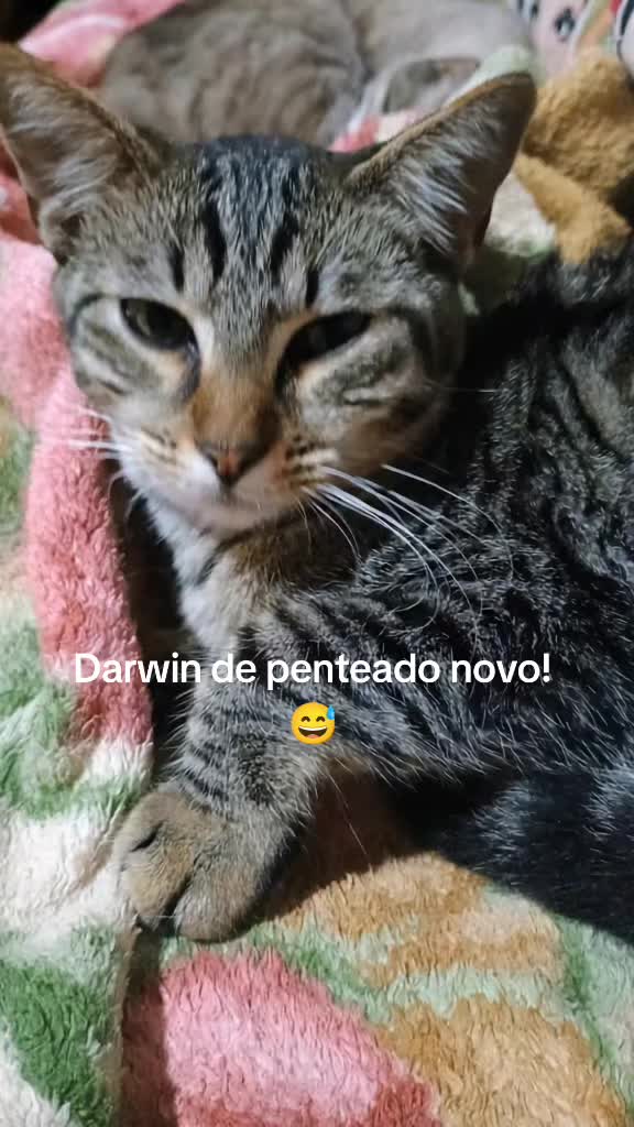 @Amordequatropatas