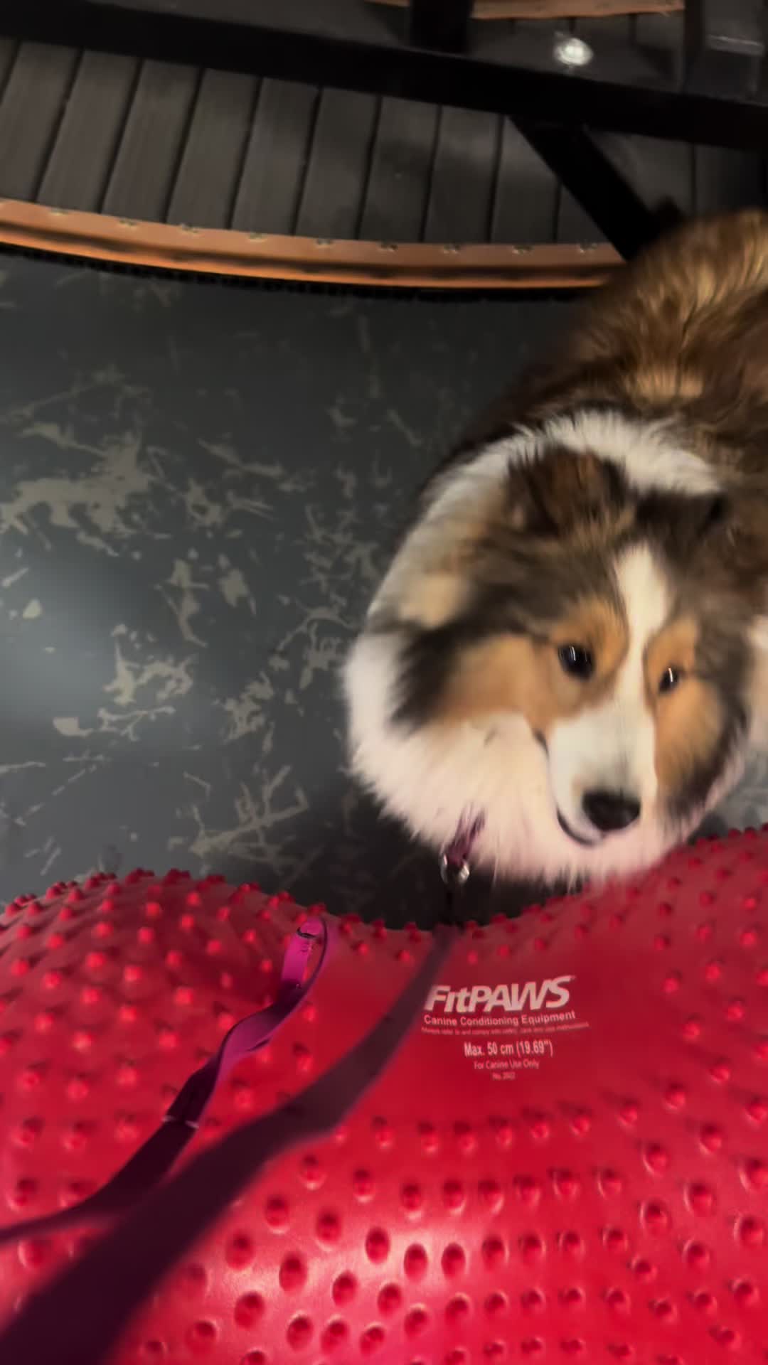 @Heather Discovery Canine Adv.