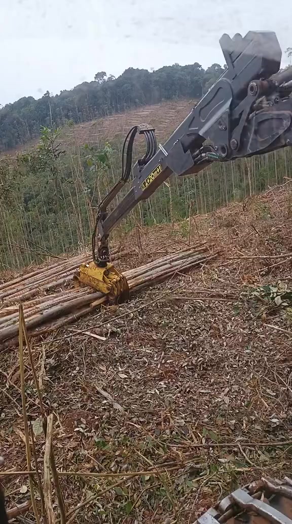 @🌲MAIKY_ROMÃO🌲