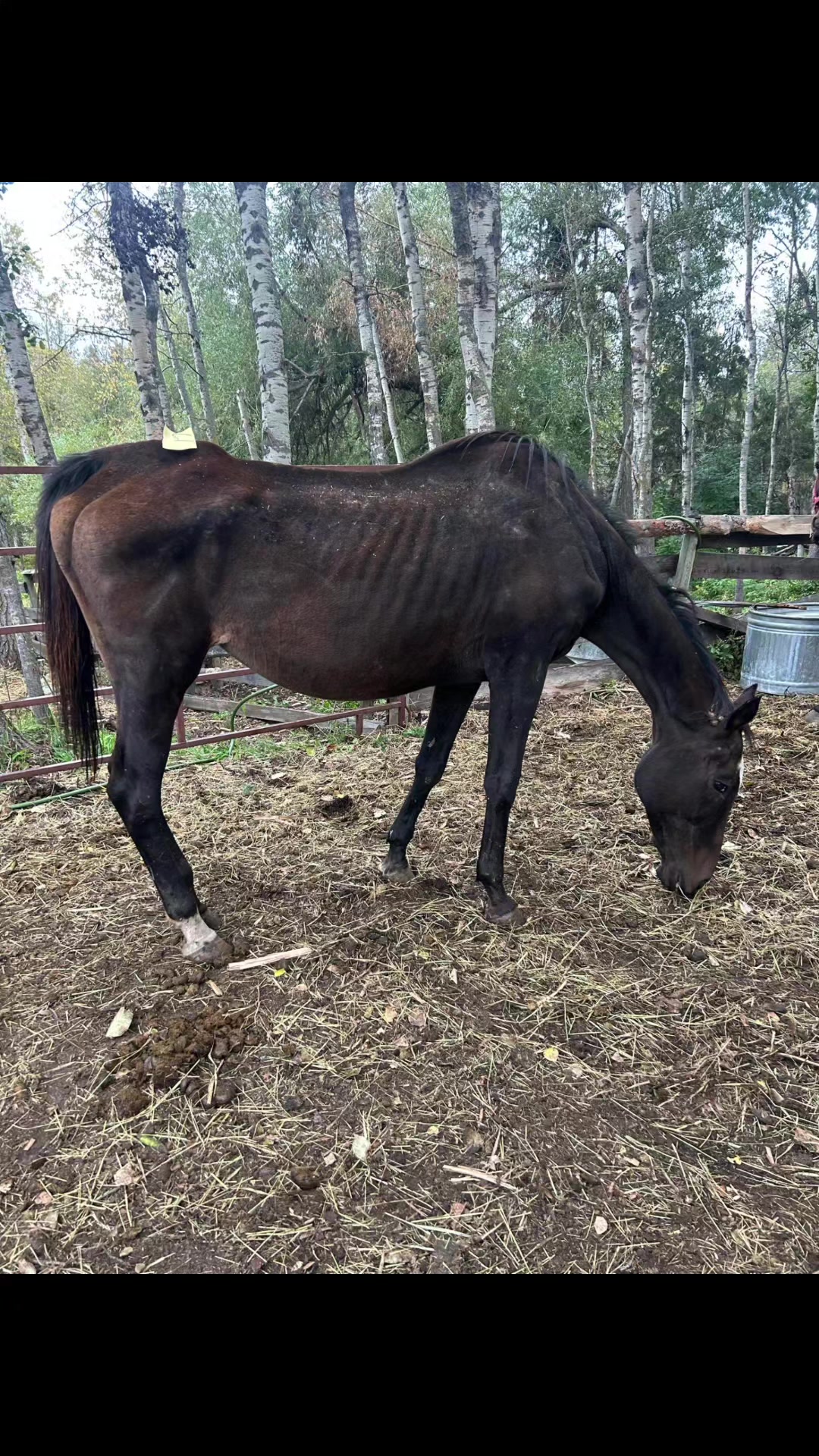 @Horse Heroes Alberta