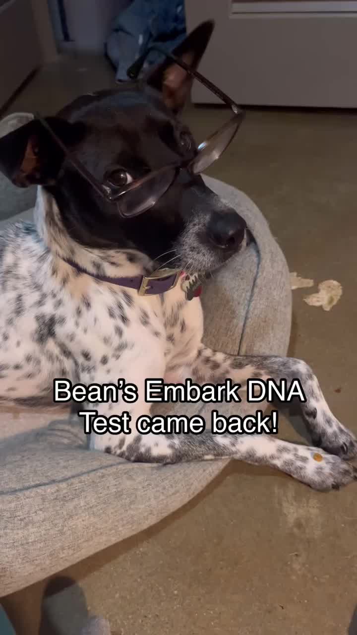 @Embark Vet