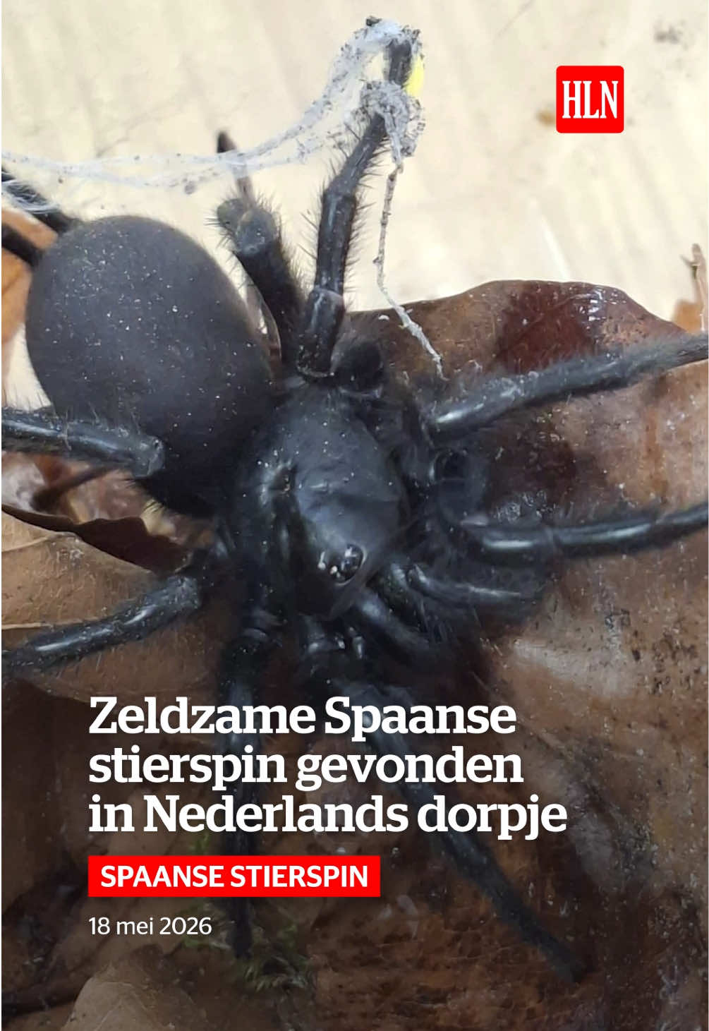 @HLN.be
