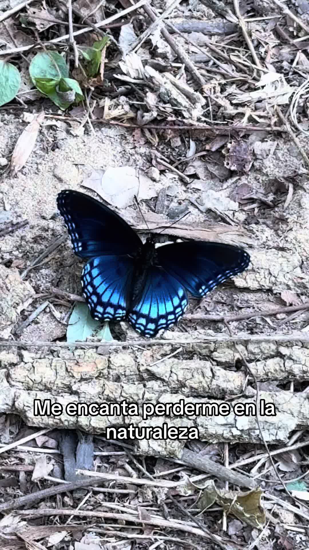 @Araseli Lopez