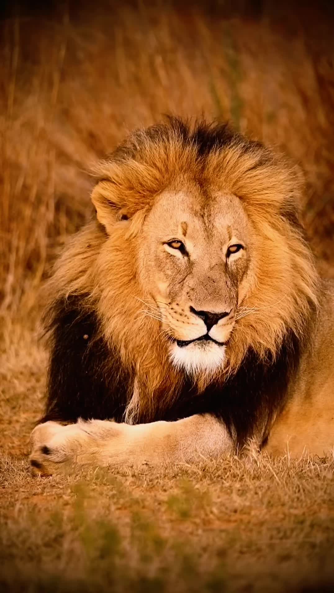 @Guzzicar🦁