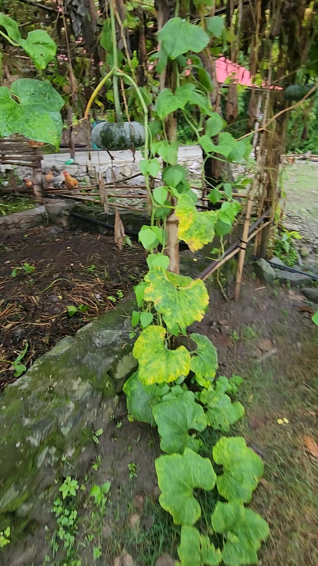 @Pujalimburai 🫶🏻
