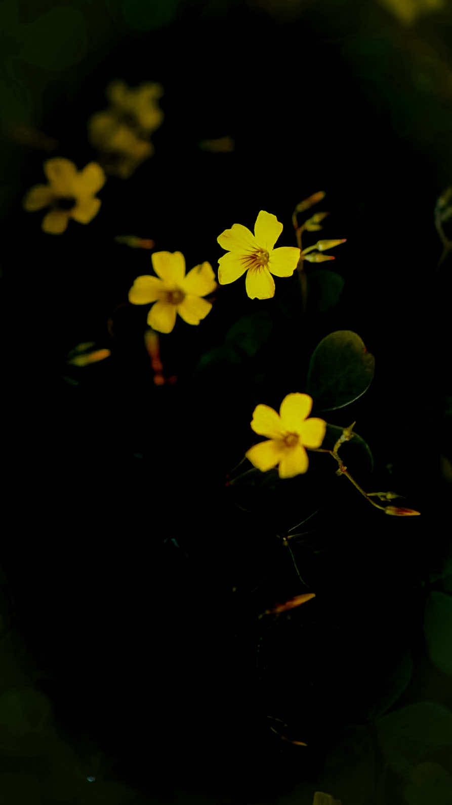 @𝑻𝒂̂𝒏 𝑻𝒉𝒊
