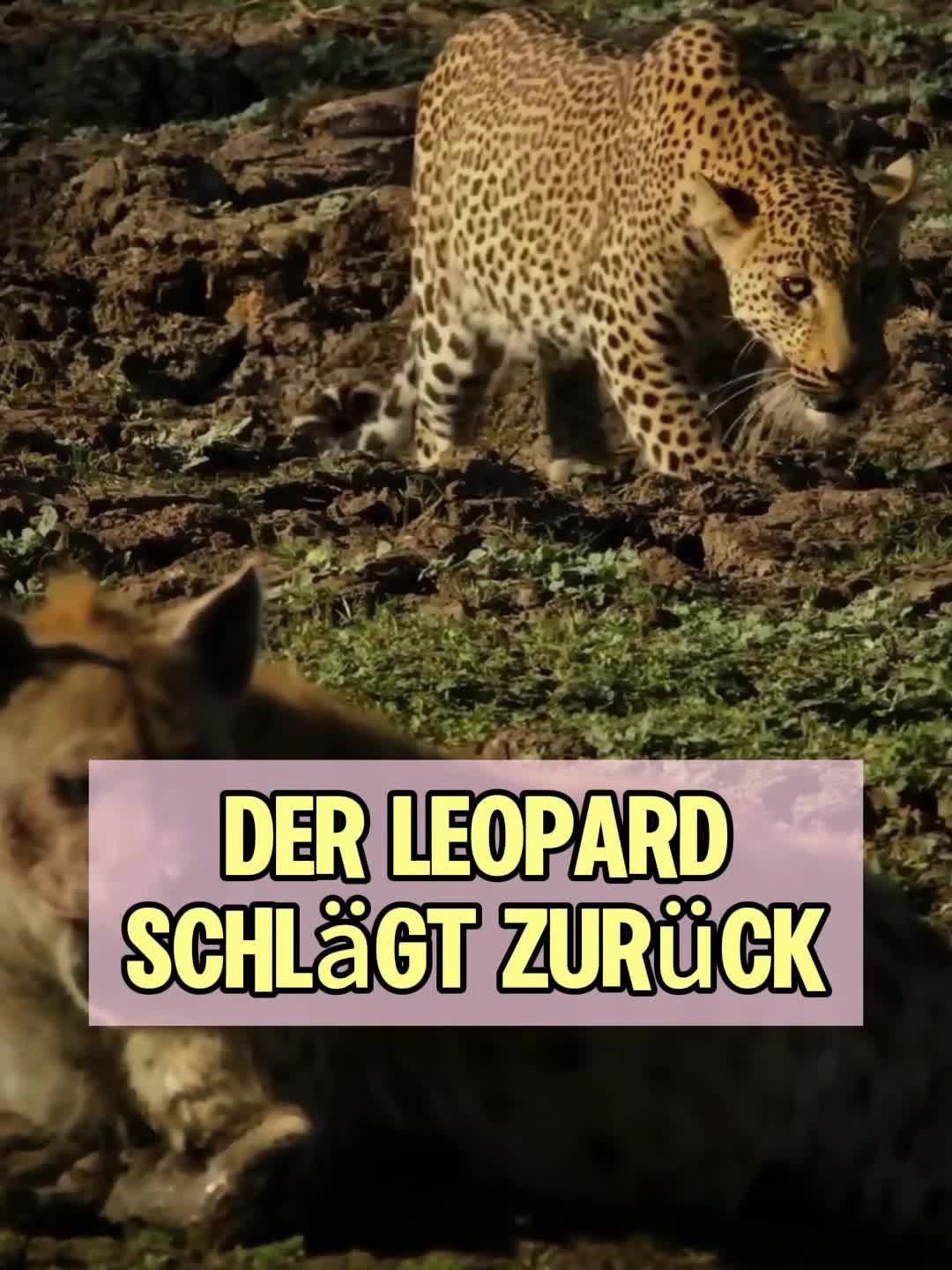 @Geo Tierwelt