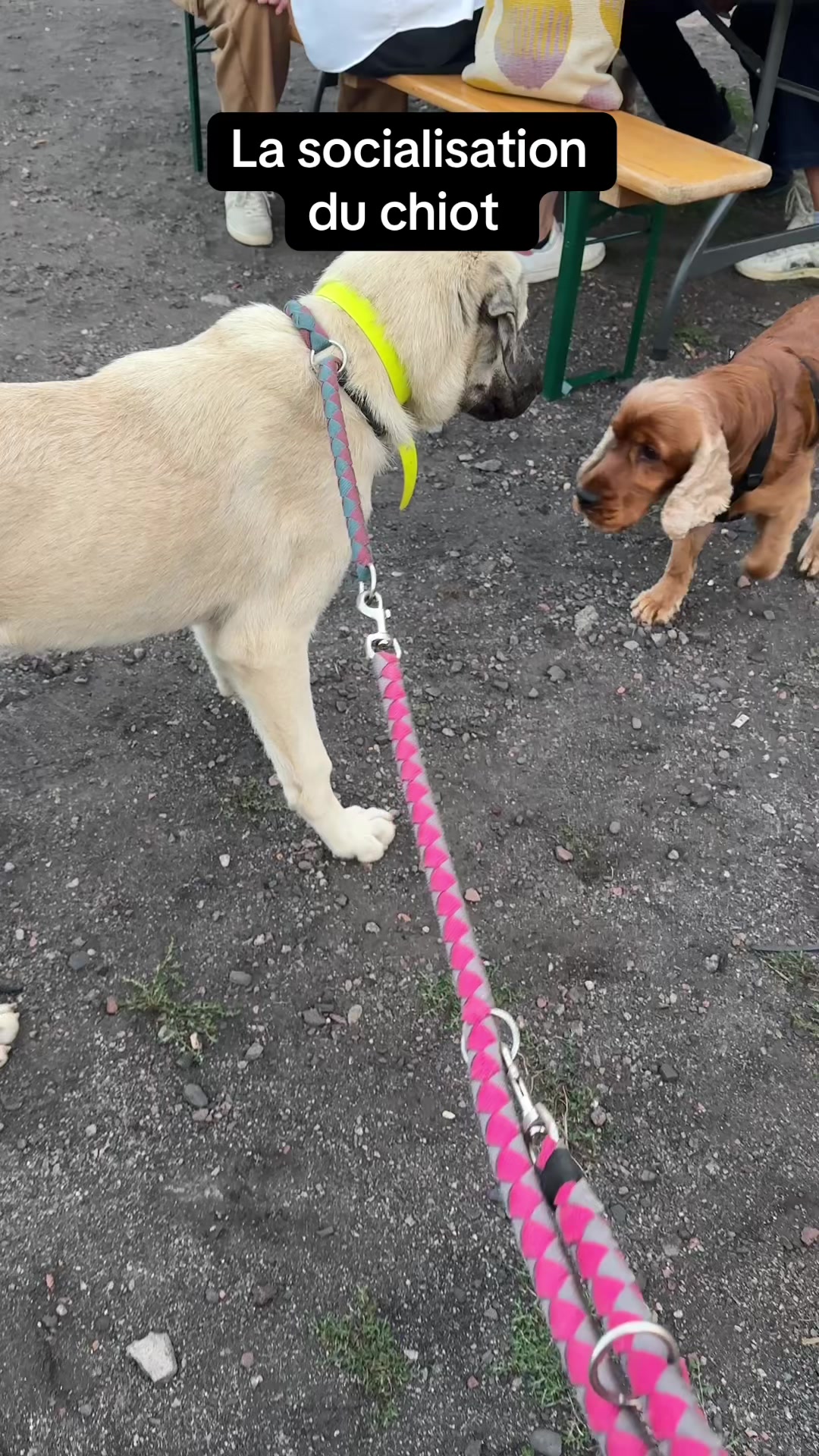 @Purekangal