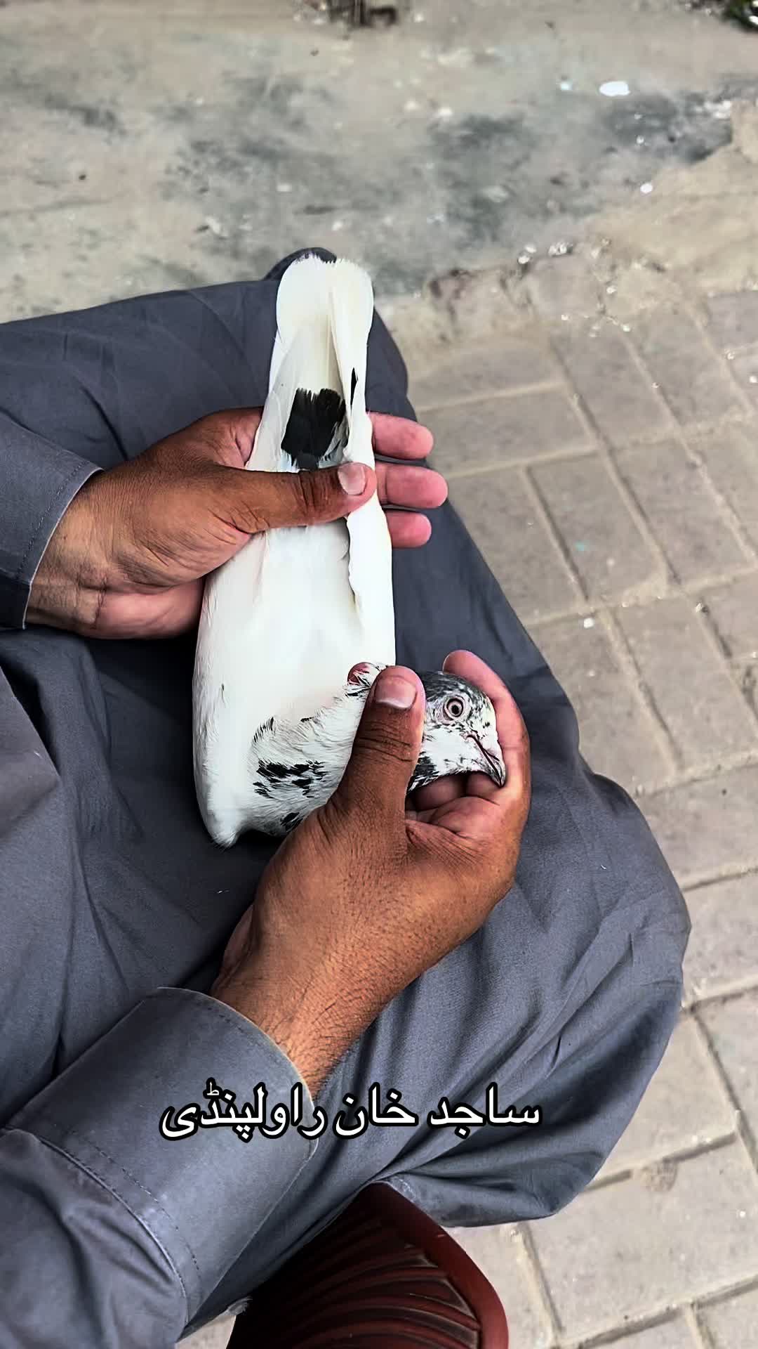 @ساجد خان راولپنڈی 7.13