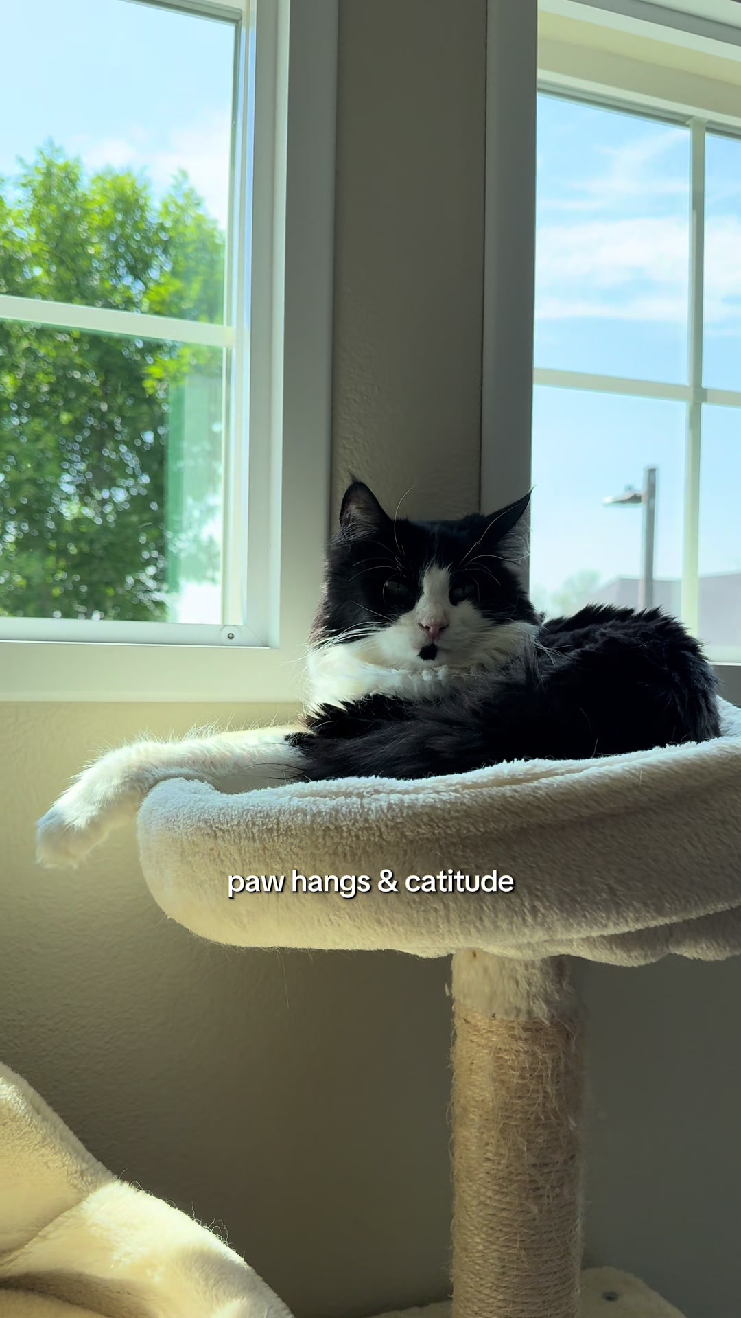 @furtastic4cats