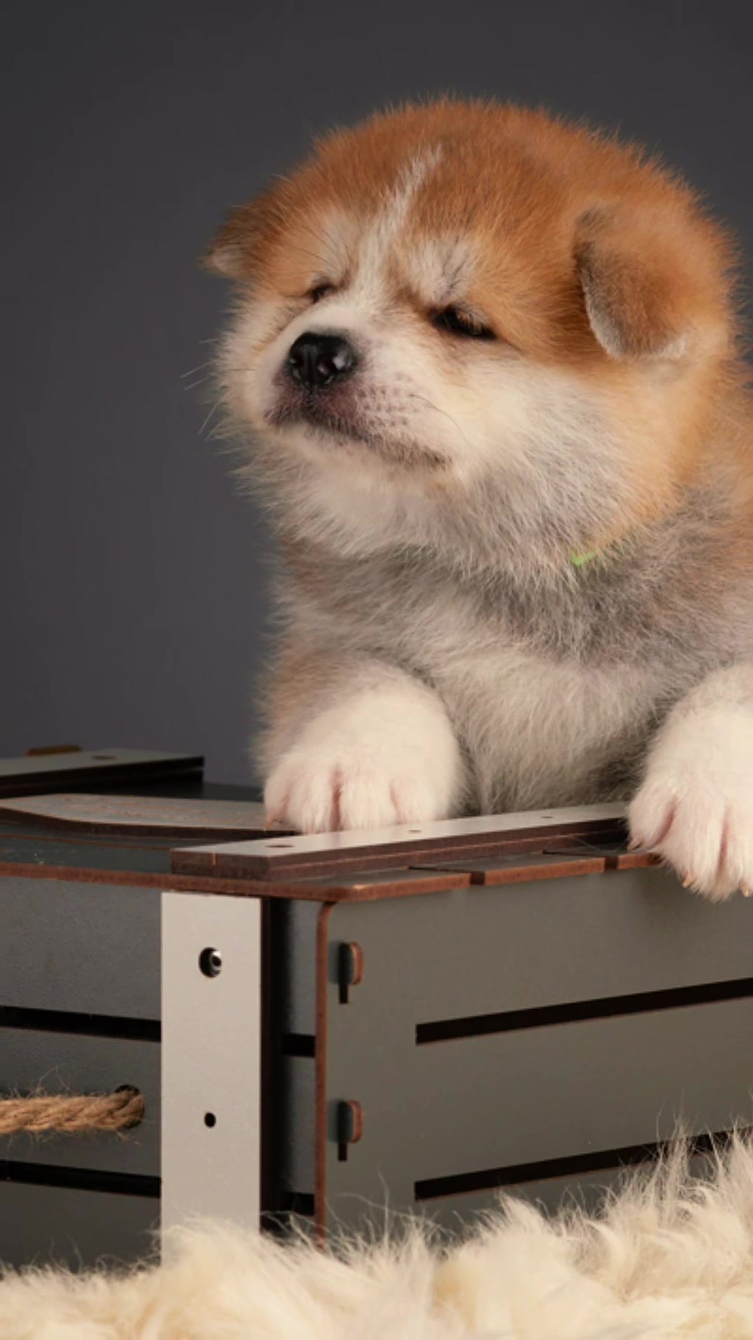 @oh_myakita