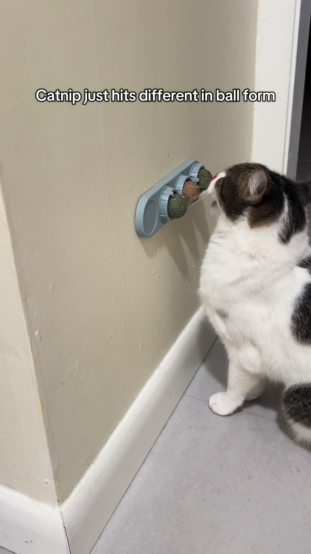 @Five.Meows